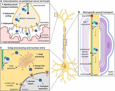 Intramuscular Delivery of Gene Therapy for Targeting the Nervous System